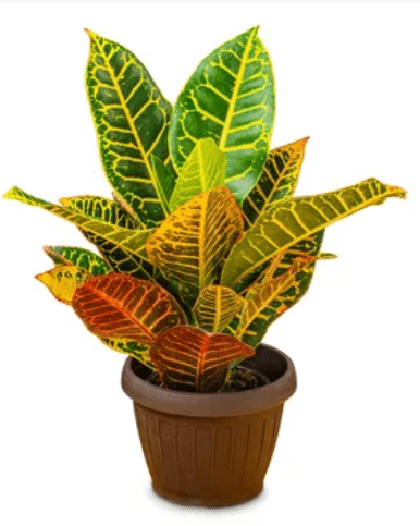 Picture of Croton