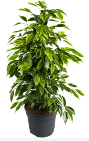 Picture of Ficus