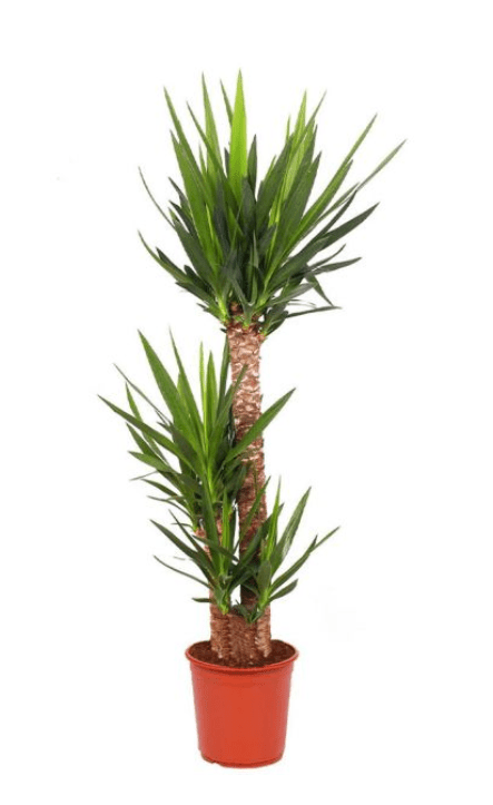 Picture of Yucca